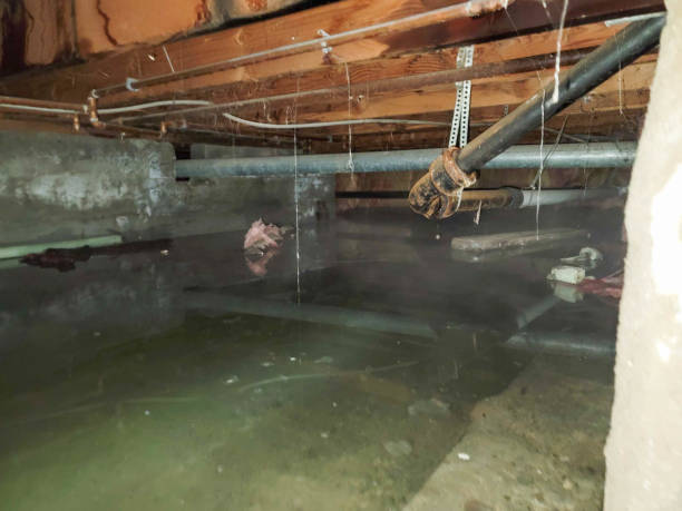 Best Water damage repair service  in Westchase, FL